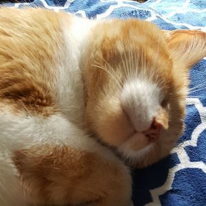 Meet your Posher, Joan